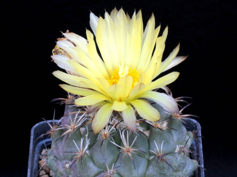 coryphantha difficilis