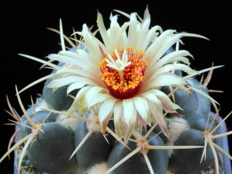 Coryphantha elephantidens ssp. bumamma 