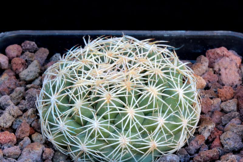 coryphantha sulcata