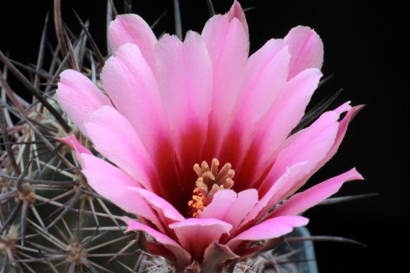Echinocereus ferreirianus ssp. lindsayi 