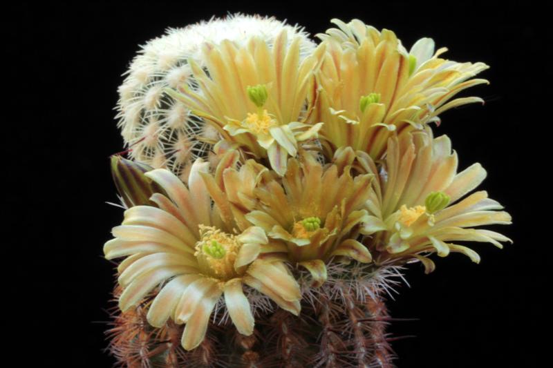 Echinocereus  neocapillus 