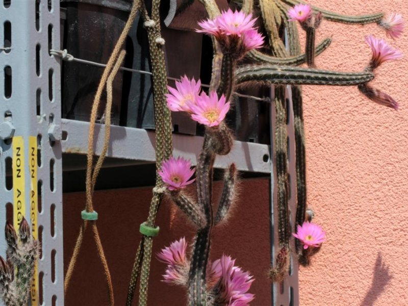 Echinocereus schmollii 