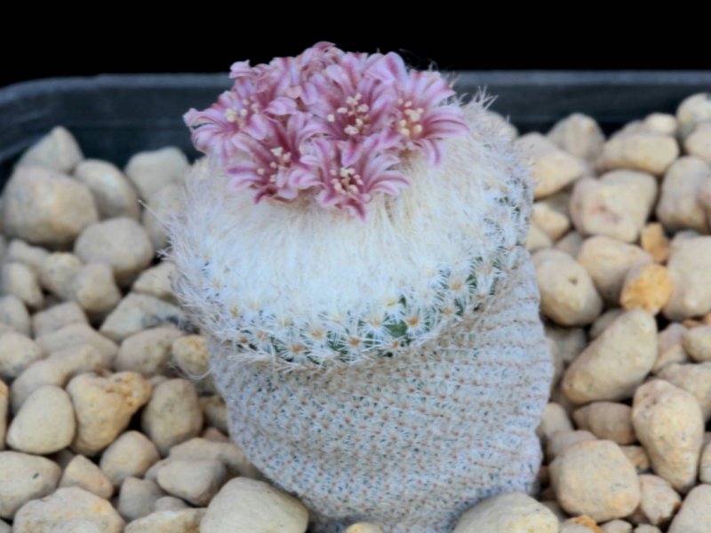 Epithelantha bokei SB 1576