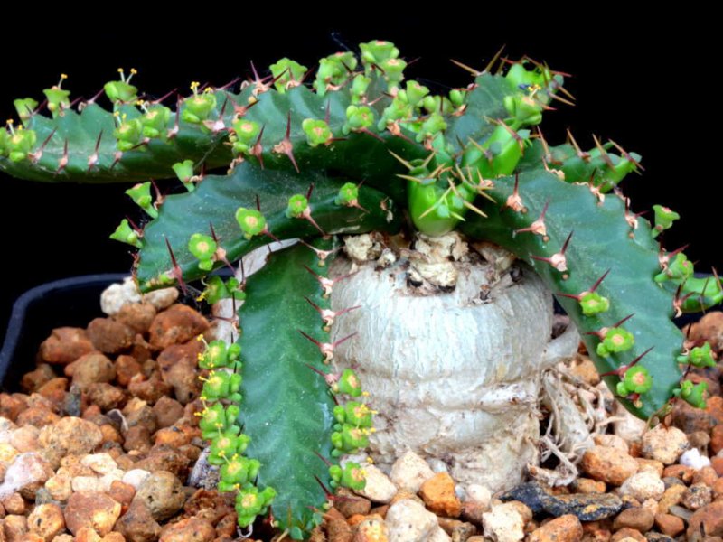 Euphorbia stellata 