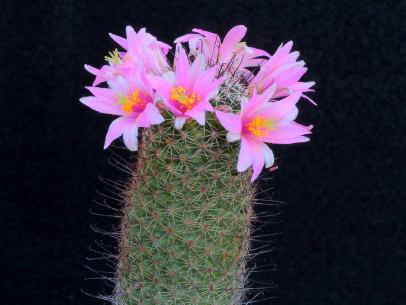 Mammillaria alamensis 