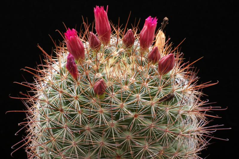 Mammillaria albrechtiana 