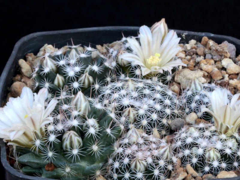 Mammillaria coahuilensis 