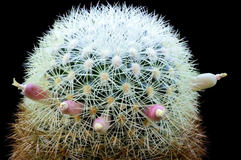 Mammillaria densispina 