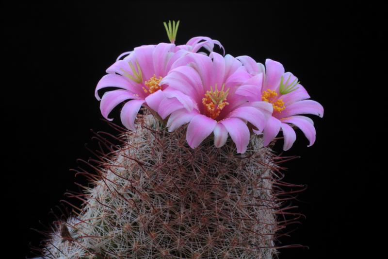 Mammillaria grahamii 