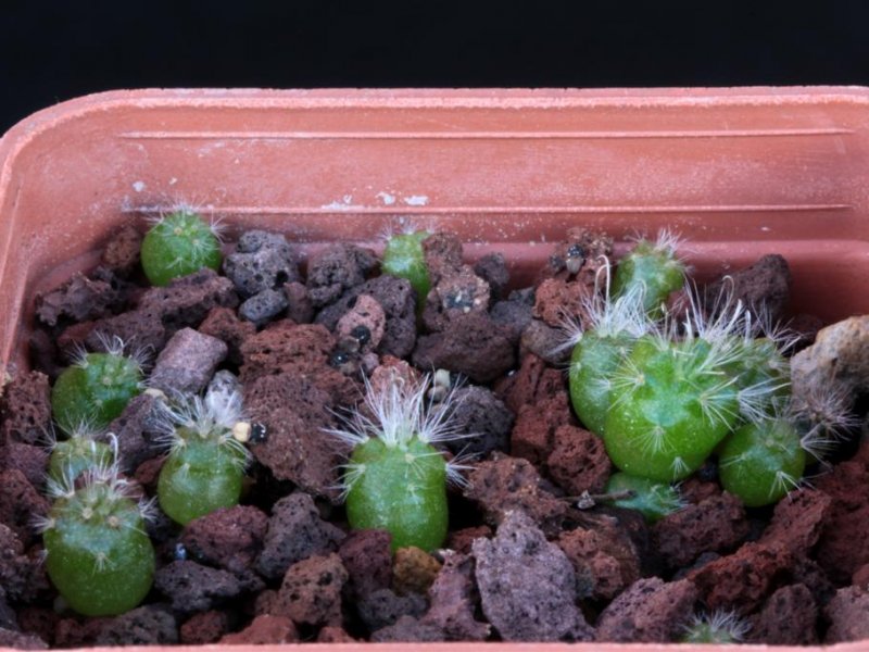 Mammillaria guelzowiana v. robustior 