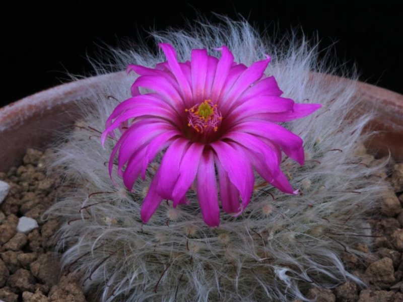 Mammillaria guelzowiana P 302