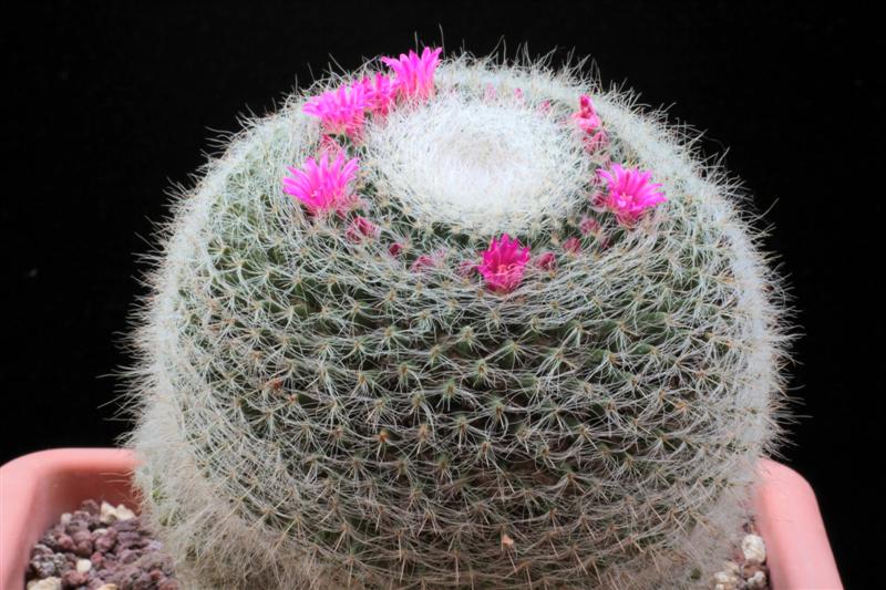 Mammillaria hahniana 