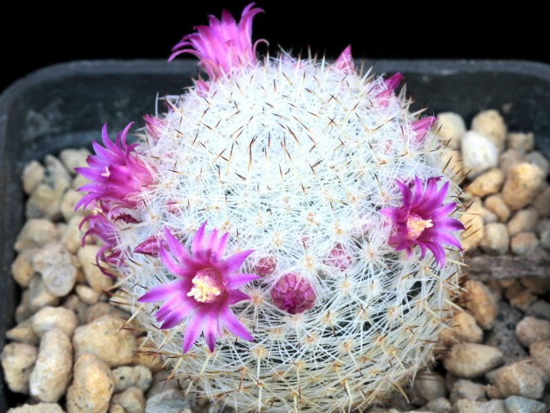 Mammillaria halbingeri P 349