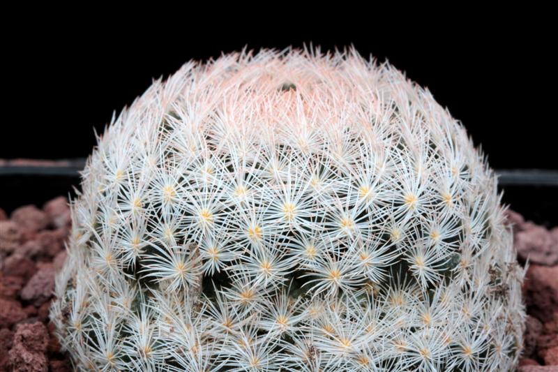 Mammillaria lasiacantha 