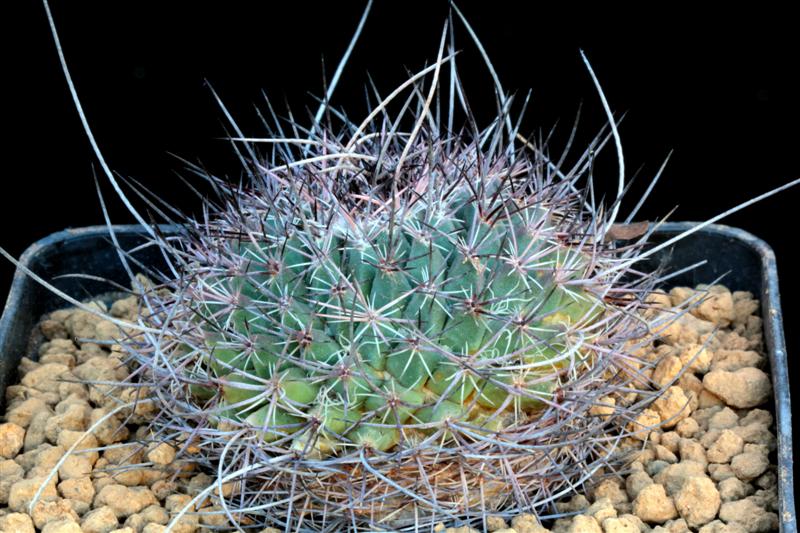 Mammillaria mystax Z 78