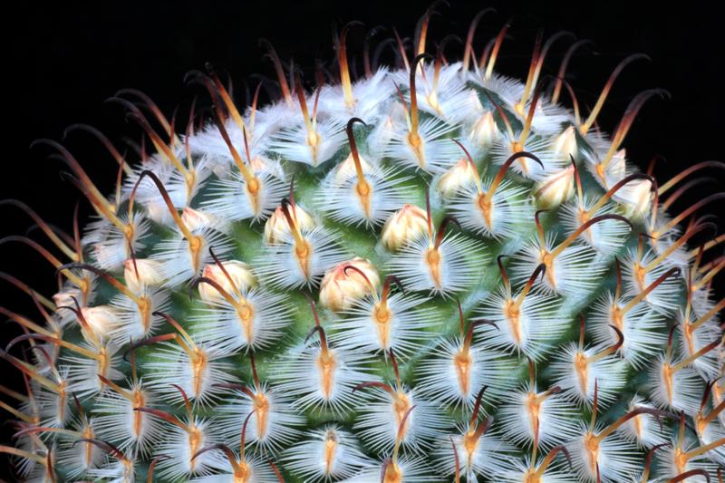 Mammillaria perezdelarosae 