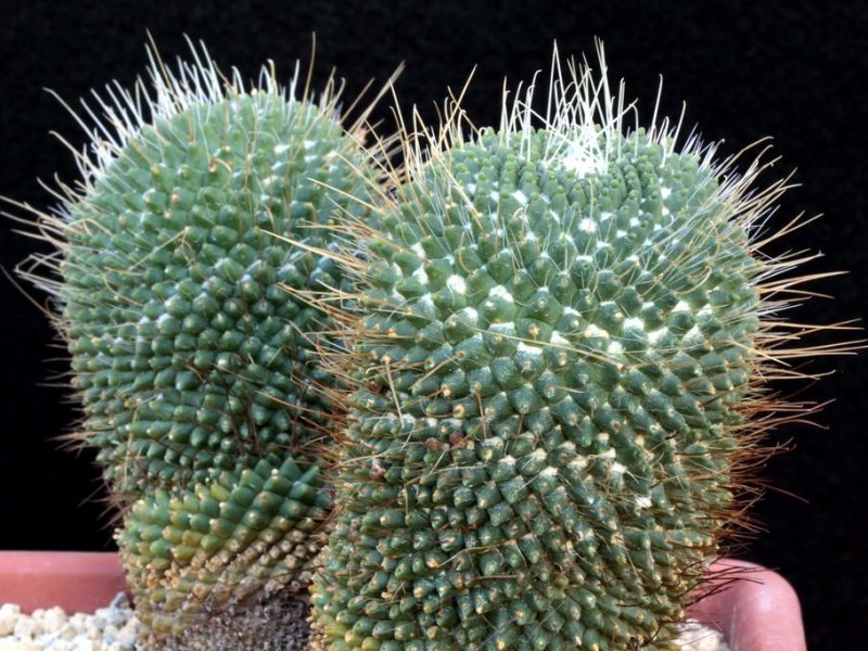 Mammillaria polythele cv. un pico 