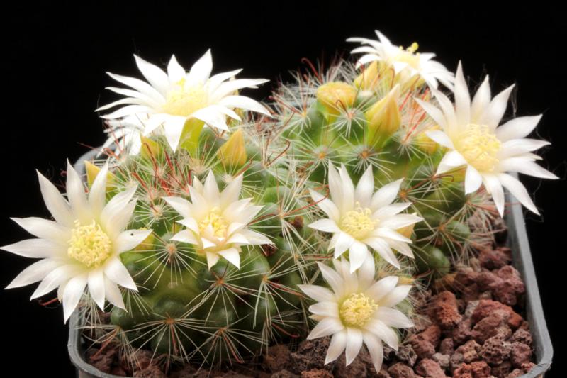 Mammillaria zeilmanniana cv. albiflora 