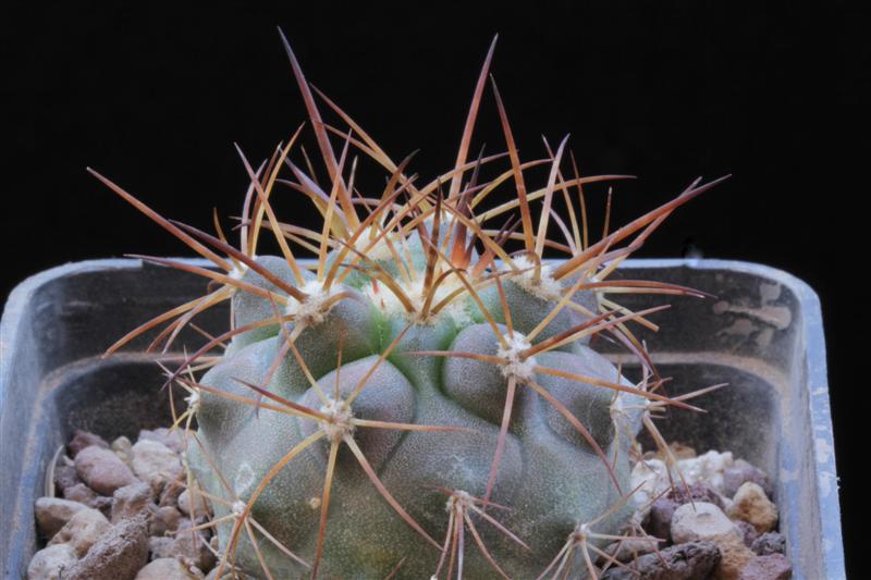 Copiapoa cupreata 