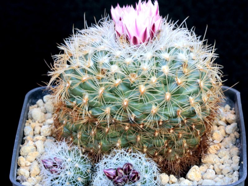 Turbinicarpus knuthianus L 732