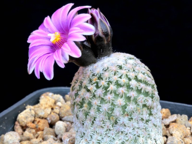 Turbinicarpus valdezianus 