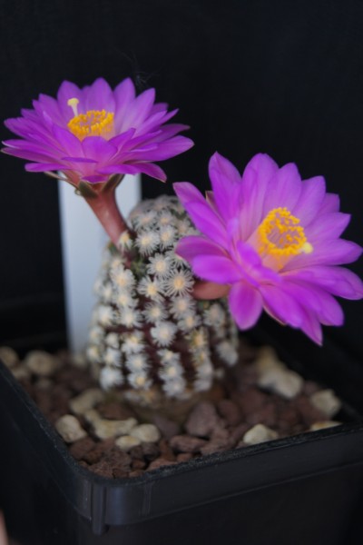 Mammillaria theresae 