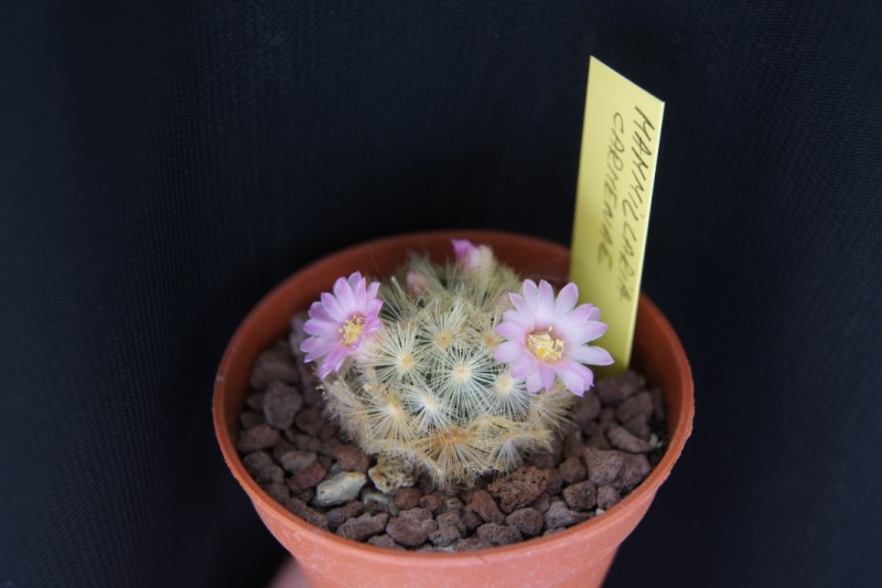 Mammillaria carmenae 