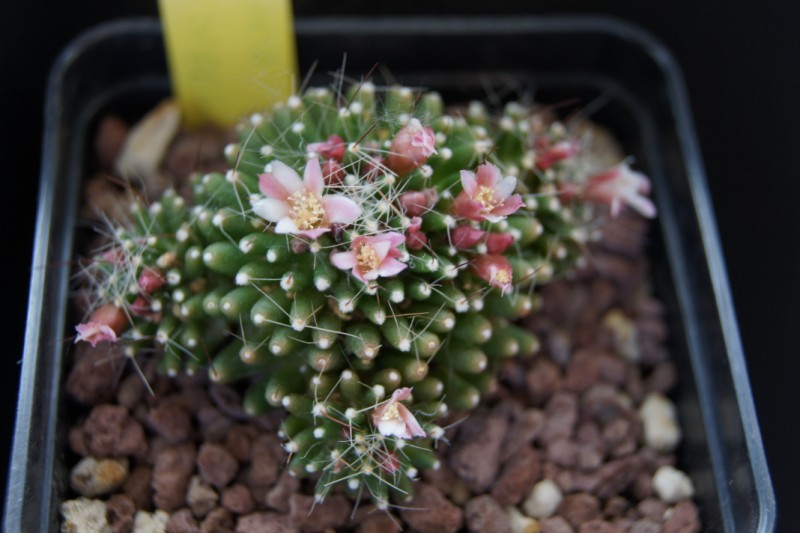 Mammillaria crinita f. monstruosa 