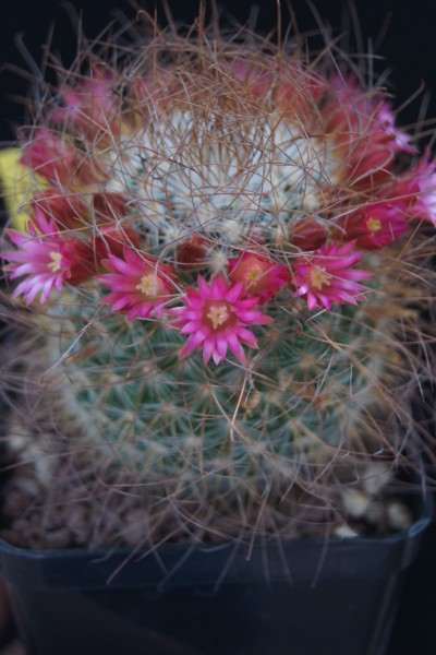 Mammillaria rekoi ssp. leptacantha 