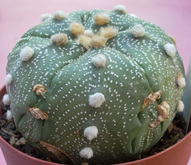 Astrophytum asterias 