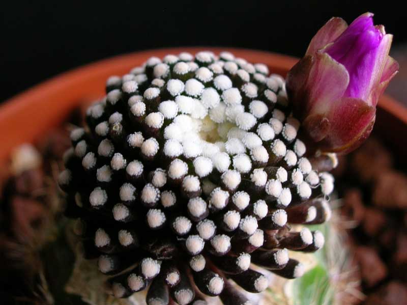 Mammillaria luethyi 