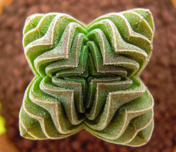 Crassula cv. buddha's temple 