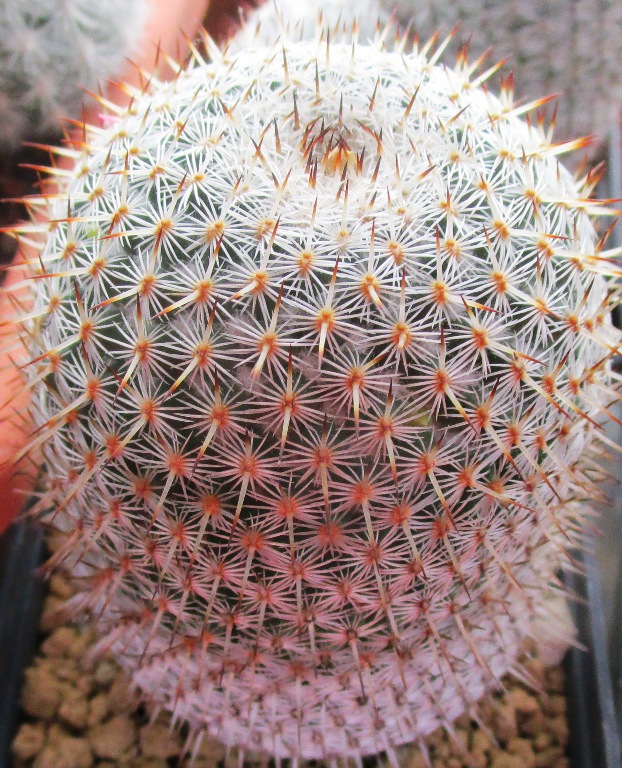 Mammillaria elegans 