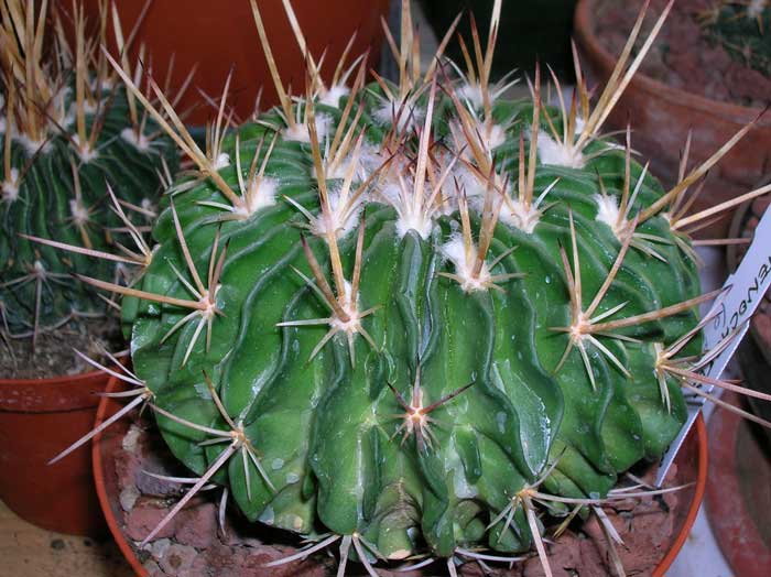 Stenocactus crispatus 