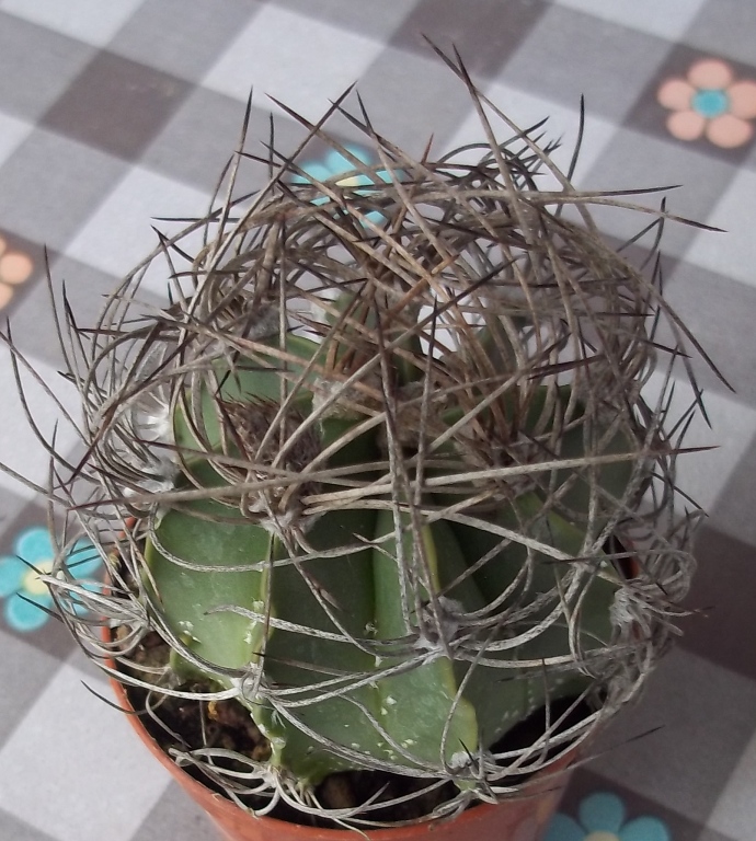 Astrophytum capricorne v. senile 