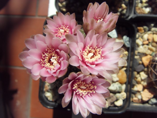 Gymnocalycium papschii HV 671