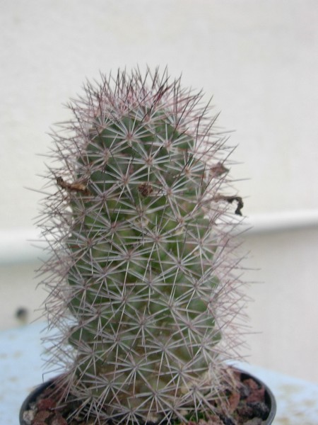 Mammillaria fraileana 