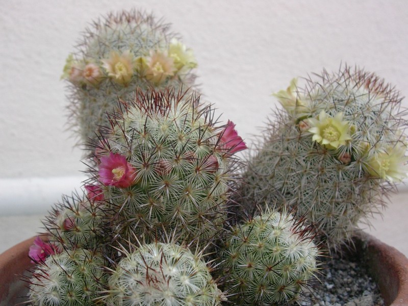 Mammillaria microhelia 