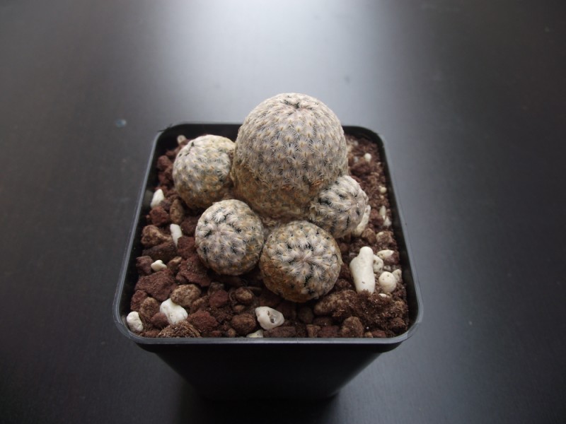 Mammillaria sanchez-mejoradae 