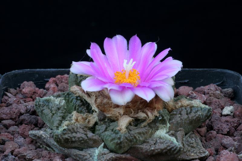 Ariocarpus fissuratus 