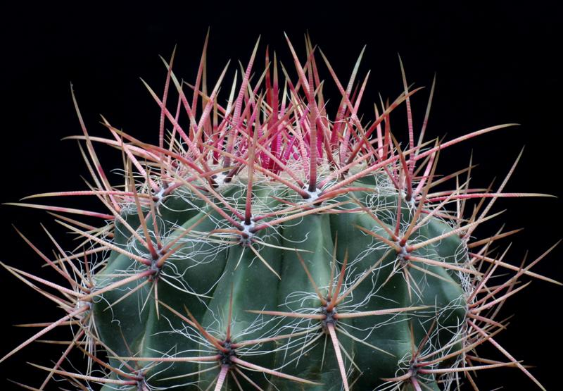 Ferocactus stainesii v. pilosus 