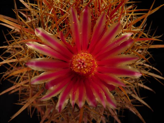 Ferocactus acanthodes 