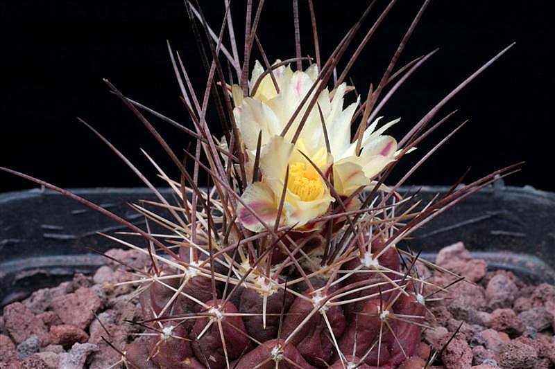 thelocactus tulensis v. rinconadensis