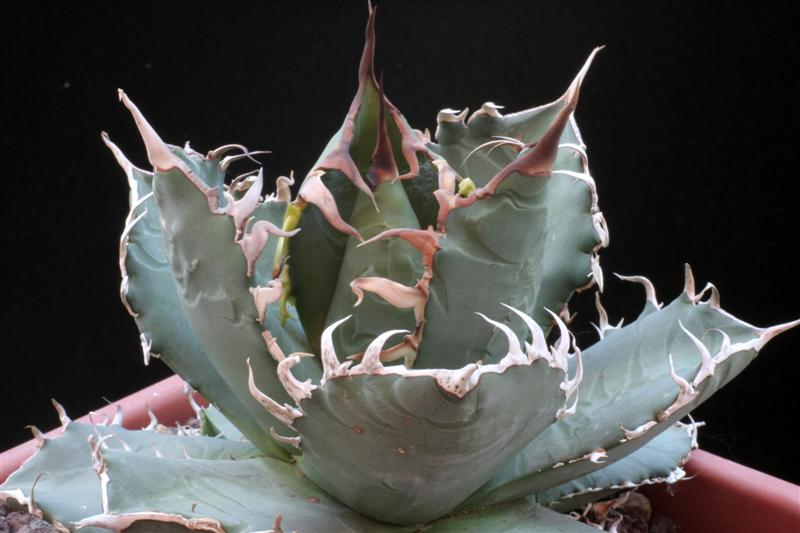 Agave titanota 