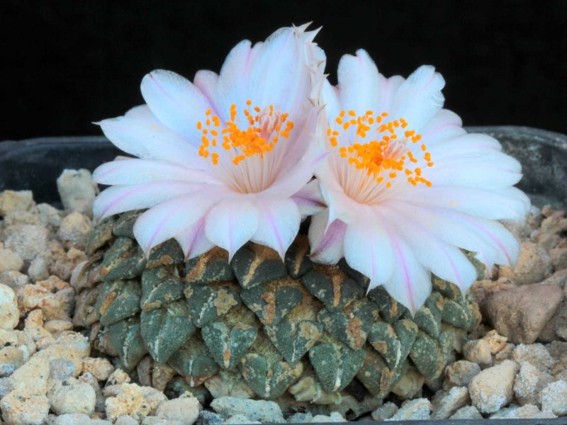 Ariocarpus kotschoubeyanus ssp. albiflorus 