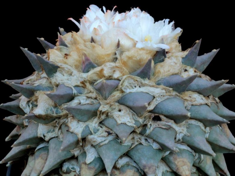 Ariocarpus retusus 