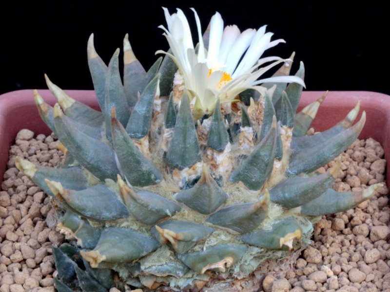 Ariocarpus retusus ssp. trigonus 