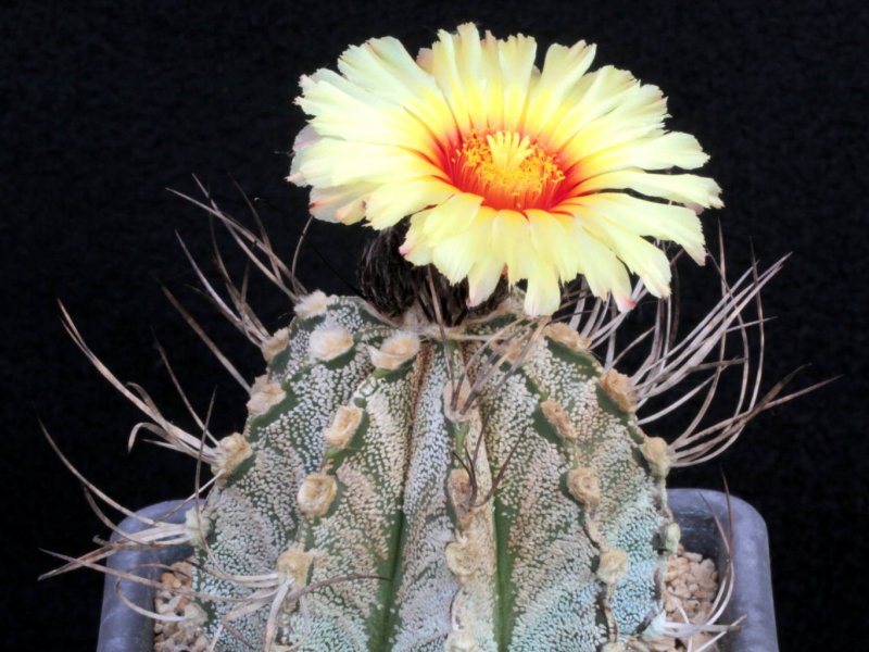 astrophytum capricorne v. niveum