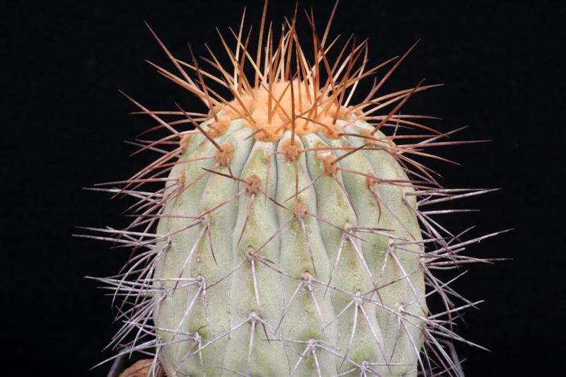 Copiapoa cinerea v. gigantea 