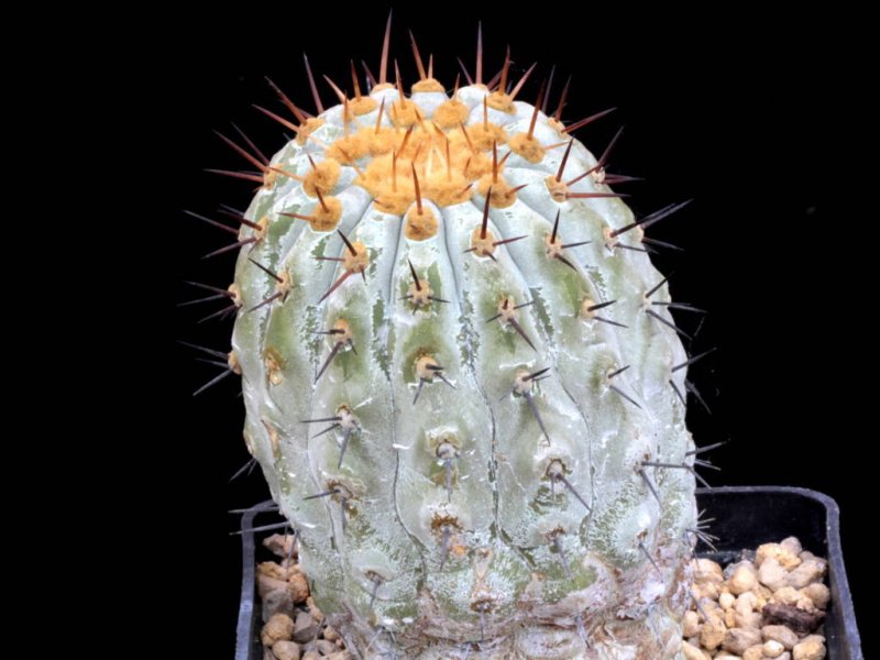 Copiapoa columna-alba 